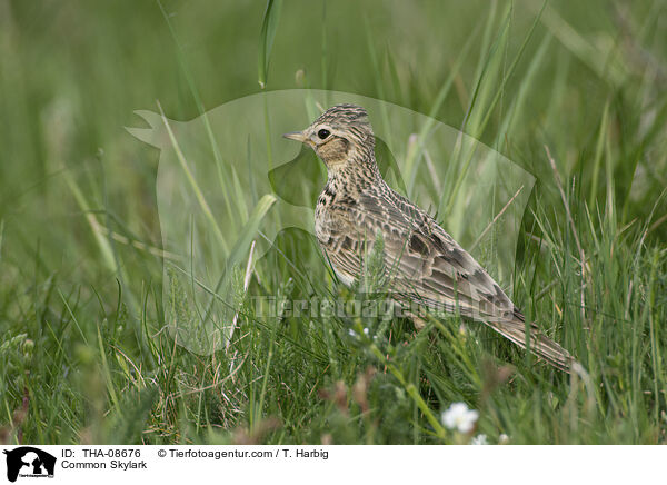 Feldlerche / Common Skylark / THA-08676