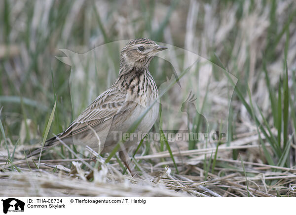 Common Skylark / THA-08734