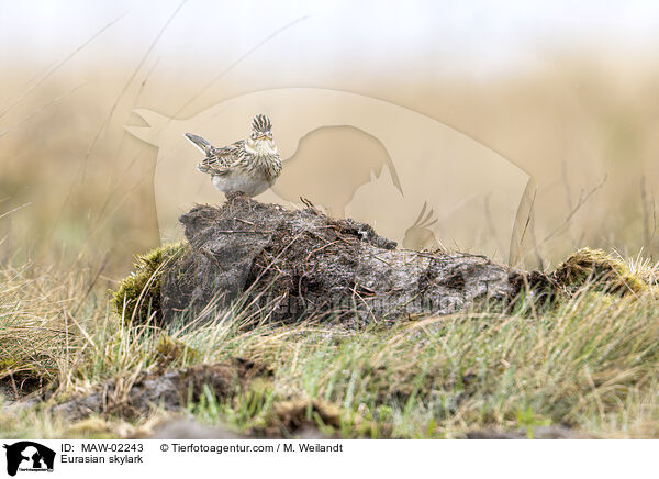 Feldlerche / Eurasian skylark / MAW-02243