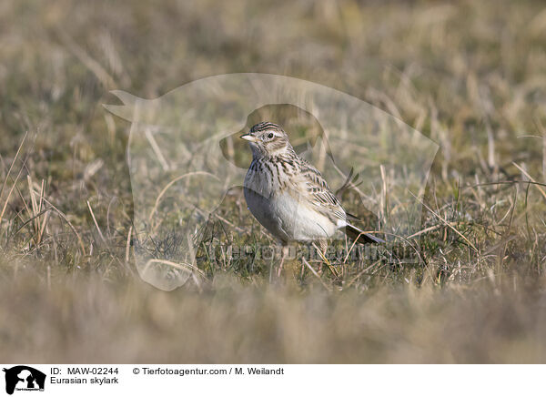 Feldlerche / Eurasian skylark / MAW-02244