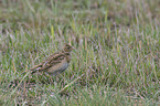 skylark