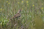 skylark