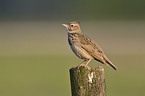 skylark