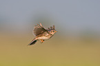 Eurasian skylark