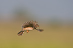 Eurasian skylark