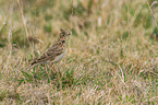 common skylark