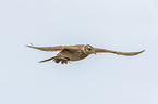 common skylark