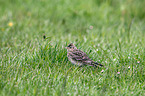 Eurasian skylark