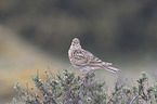 common skylark