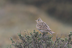 common skylark