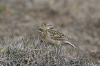 common skylark