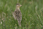 Common Skylark