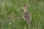 Common Skylark