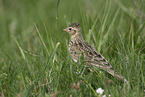 Common Skylark