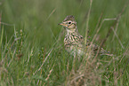 Common Skylark