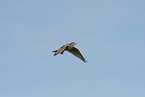 Common Skylark