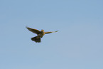 Common Skylark