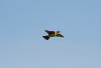 Common Skylark