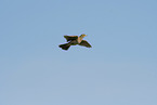 Common Skylark