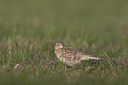 common skylark