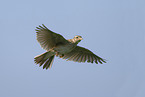 Eurasian skylark