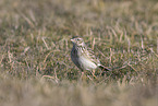 Eurasian skylark