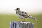 Eurasian skylark