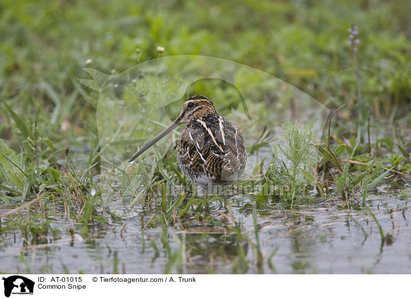 Common Snipe / AT-01015