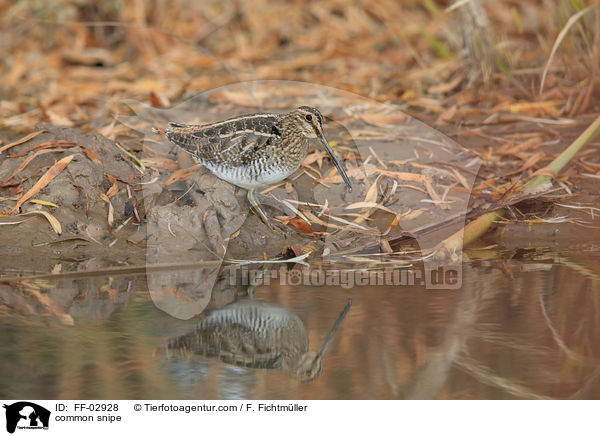 Bekassine / common snipe / FF-02928