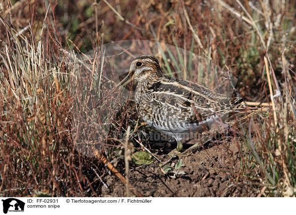 Bekassine / common snipe / FF-02931