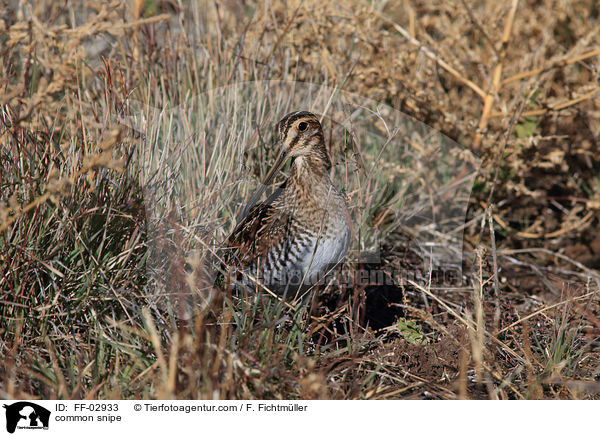 common snipe / FF-02933