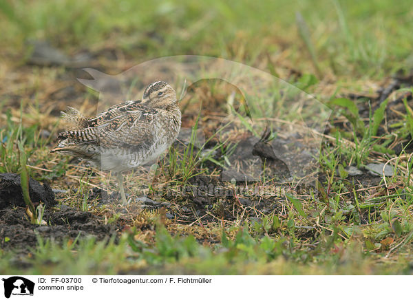 common snipe / FF-03700