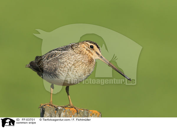 Bekassine / common snipe / FF-03701