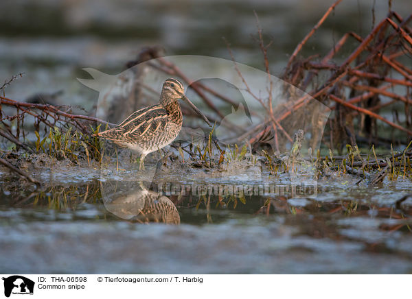 Bekassine / Common snipe / THA-06598