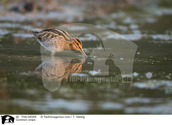 Bekassine / Common snipe / THA-06599