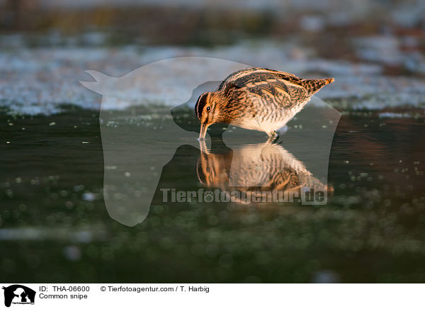 Bekassine / Common snipe / THA-06600