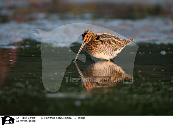 Bekassine / Common snipe / THA-06601