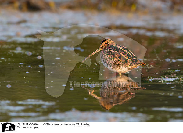 Bekassine / Common snipe / THA-06604