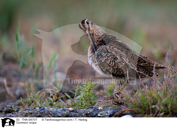 Common snipe / THA-06707