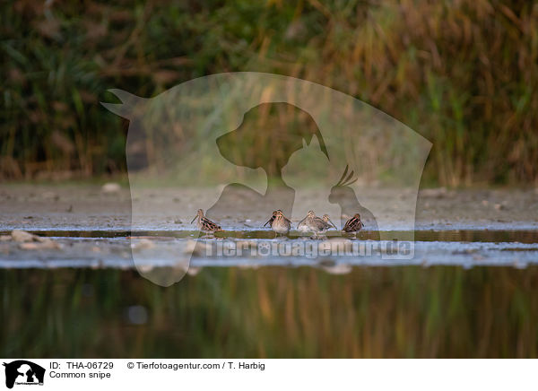 Bekassine / Common snipe / THA-06729