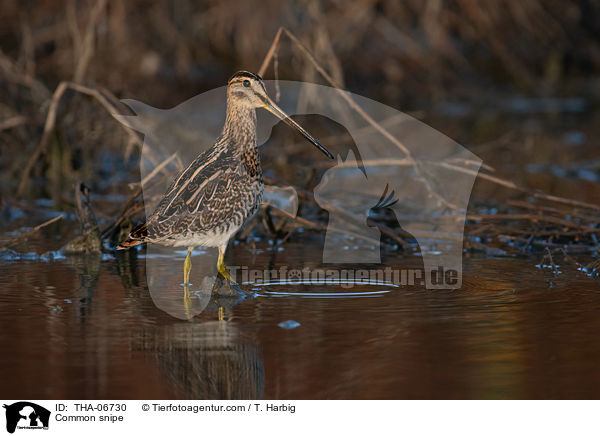 Bekassine / Common snipe / THA-06730