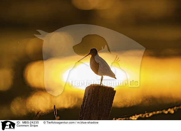 Bekassine / Common Snipe / MBS-24235