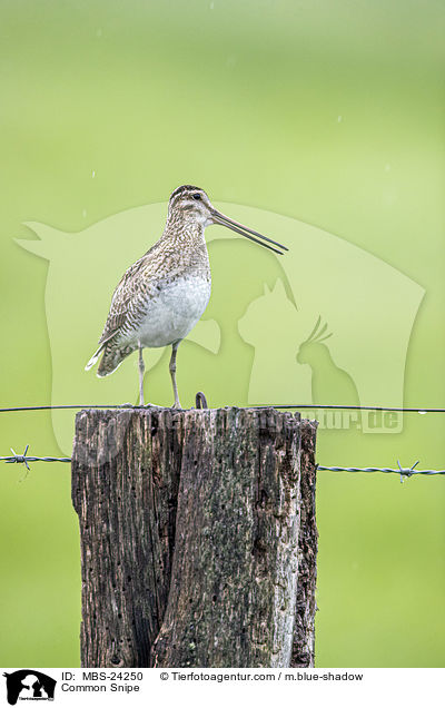 Bekassine / Common Snipe / MBS-24250