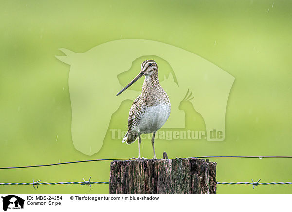 Bekassine / Common Snipe / MBS-24254