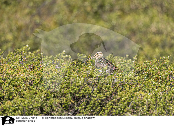 Bekassine / common snipe / MBS-27846