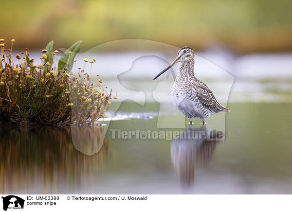 commo snipe / UM-03388