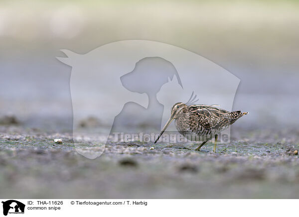 Bekassine / common snipe / THA-11626