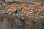 common snipe