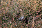 common snipe