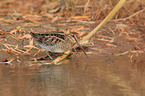 common snipe